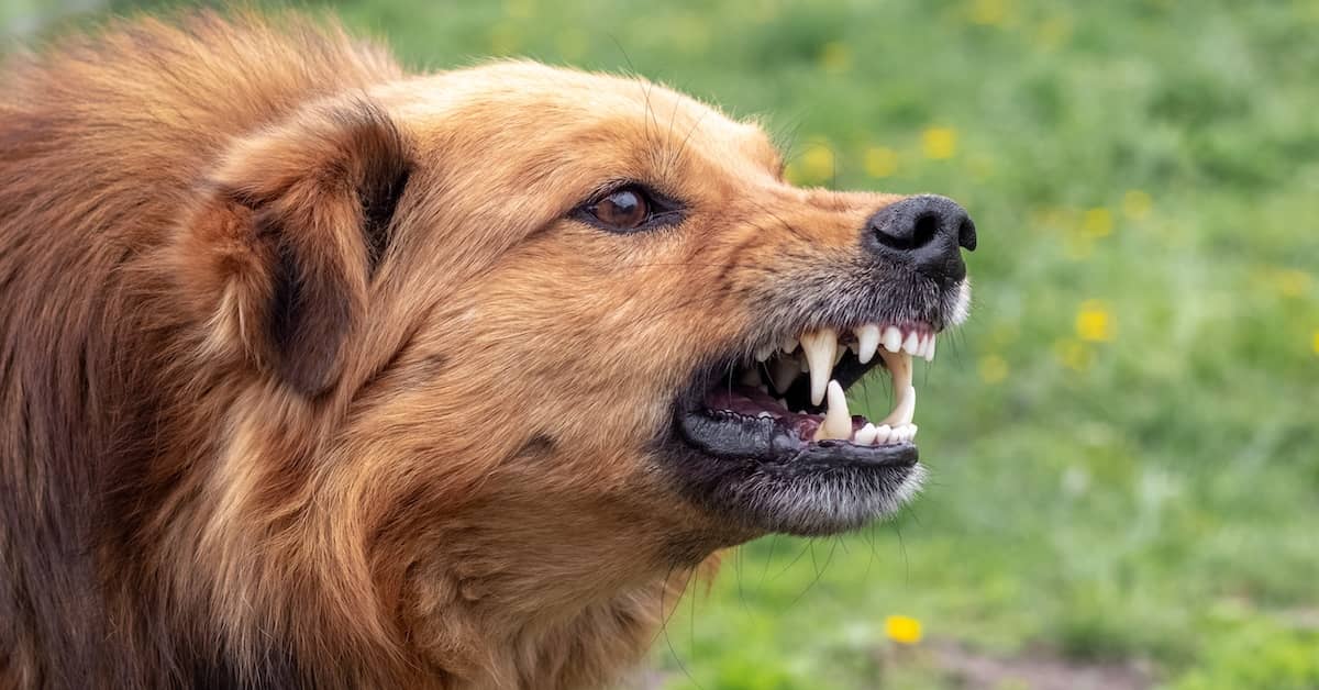 How Do I Choose a Dog Injury Lawyer Near Me?